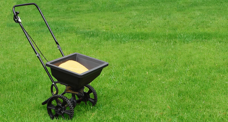 fertilization