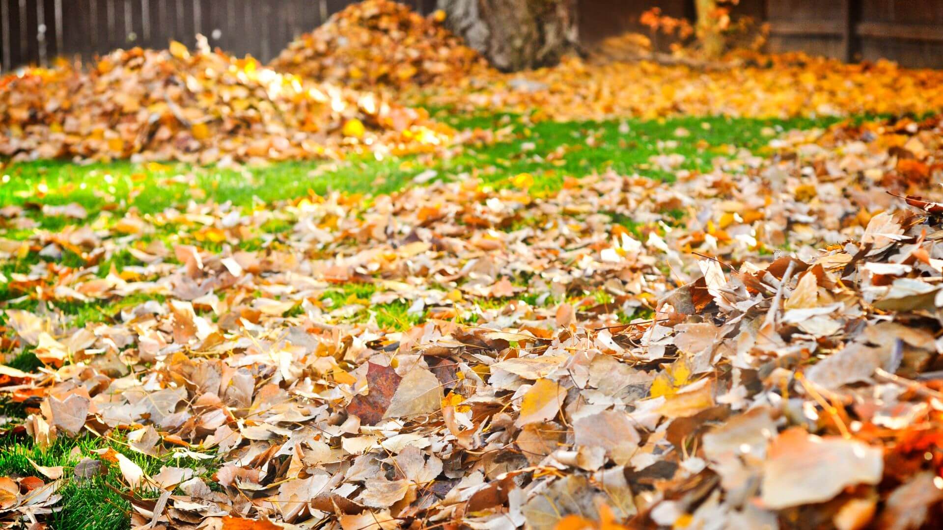 fall cleanup