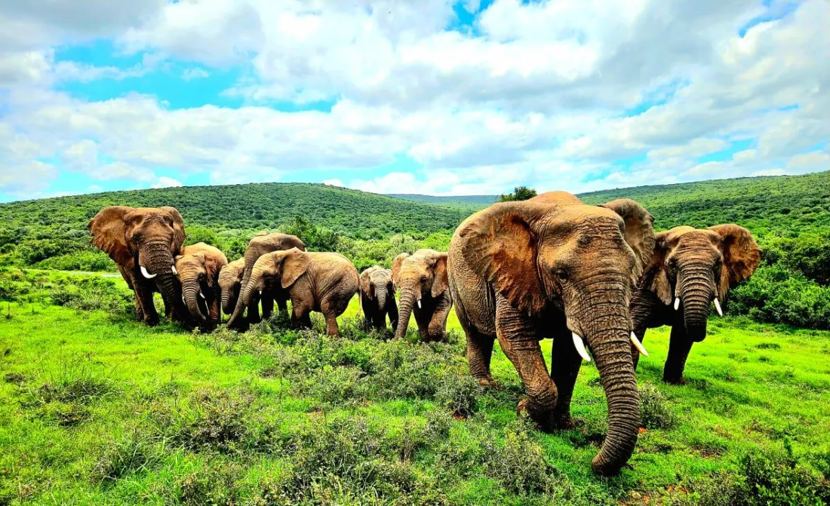a couple of elephants that are standing in the grass