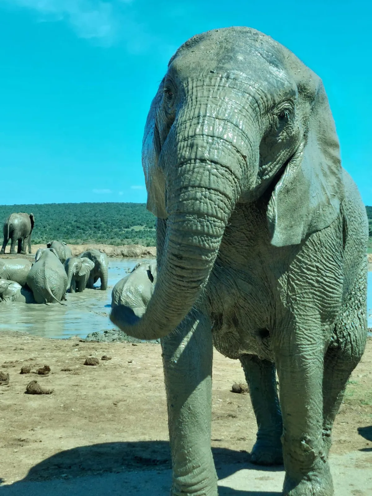 a couple of elephants that are standing in the grass