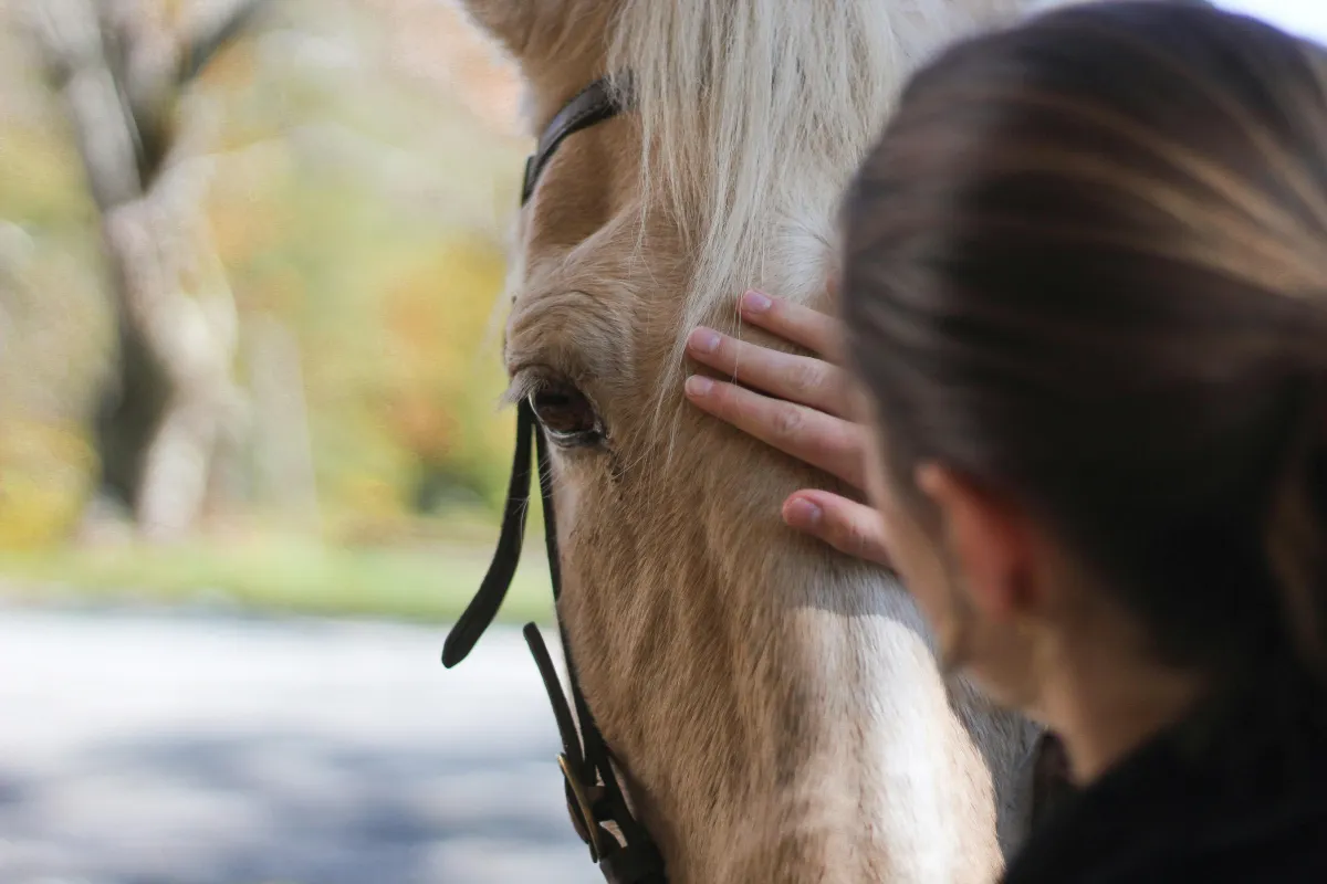 Equine