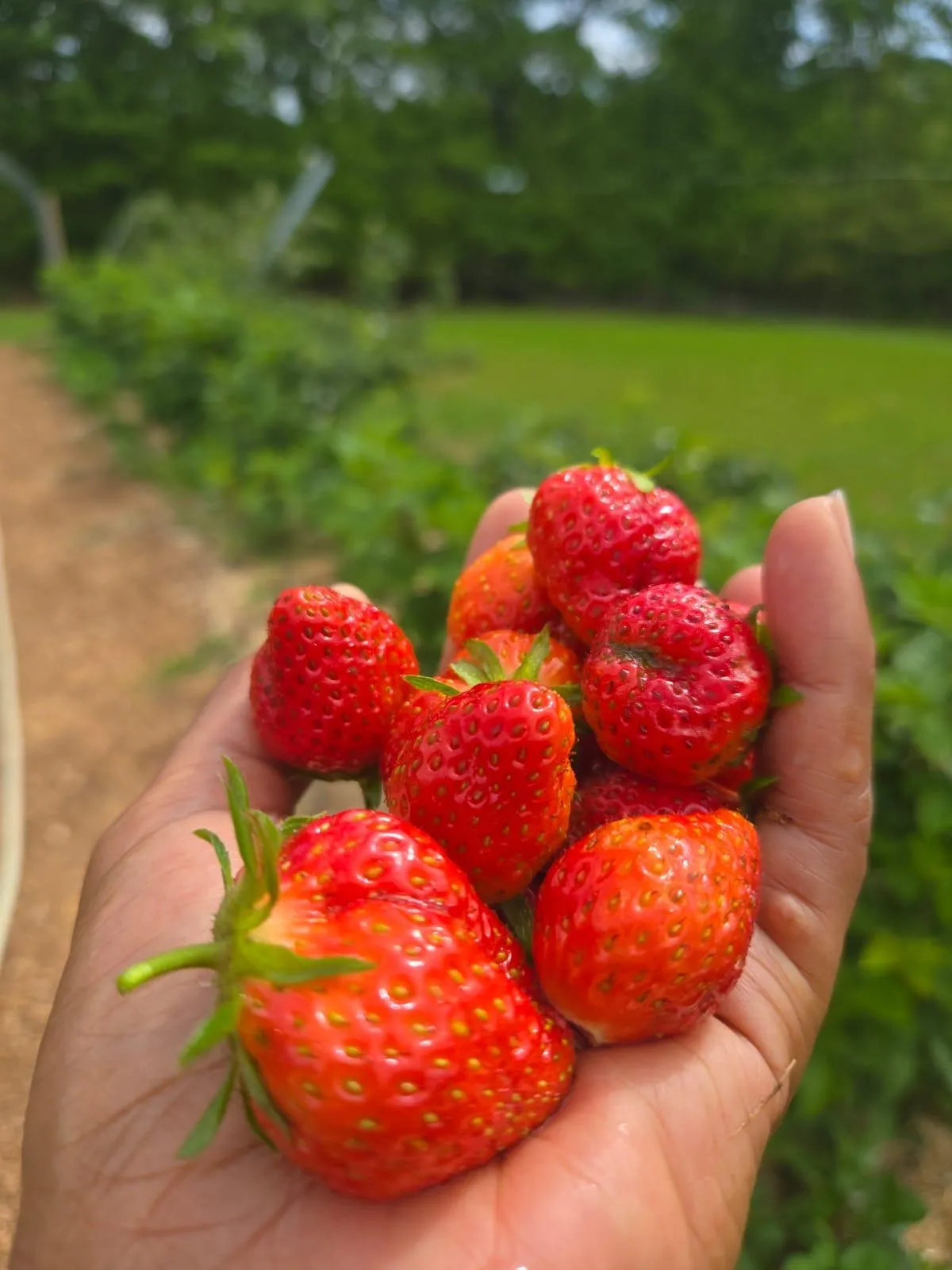 hand holding red strawberries
