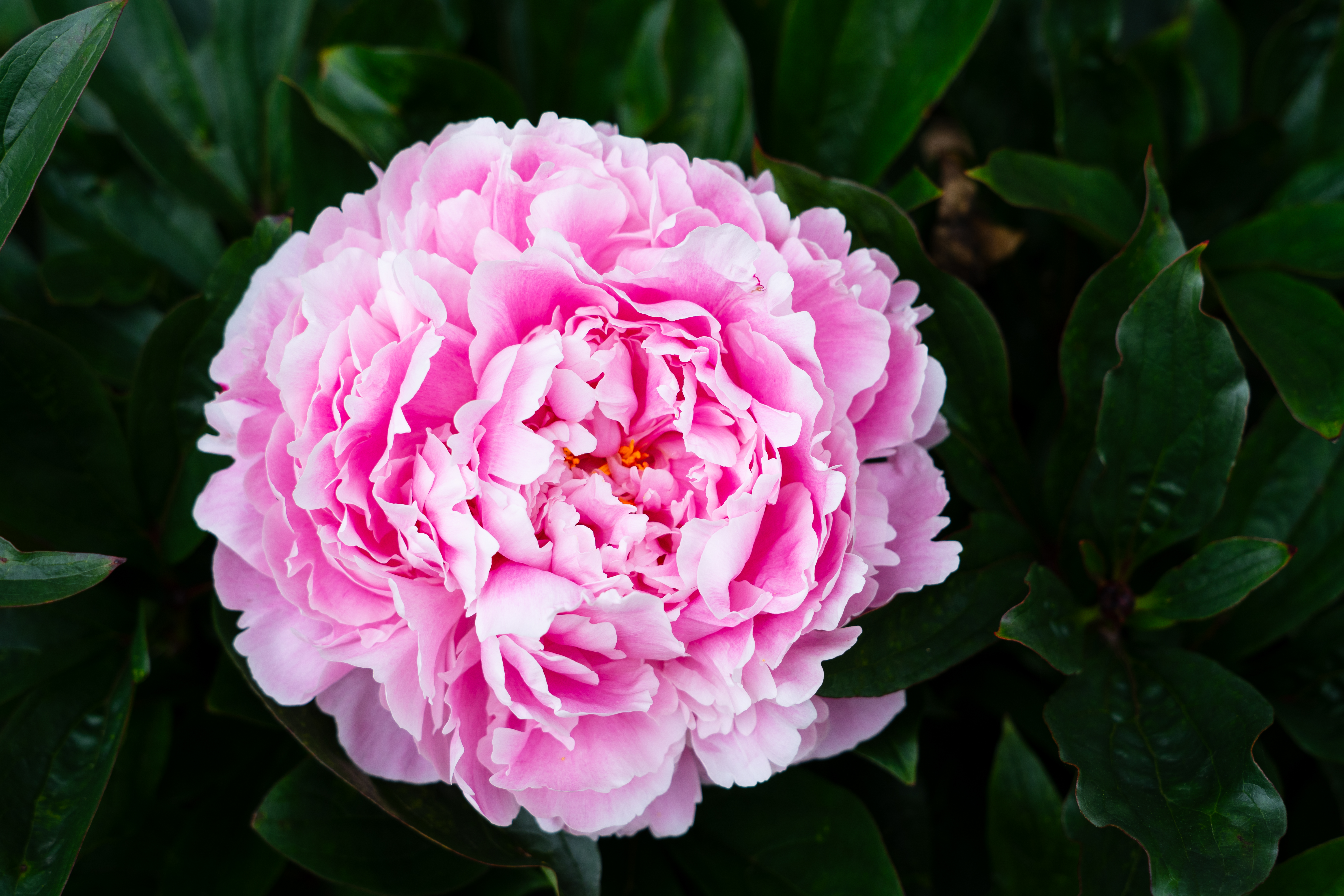 Pink peony in full bloom