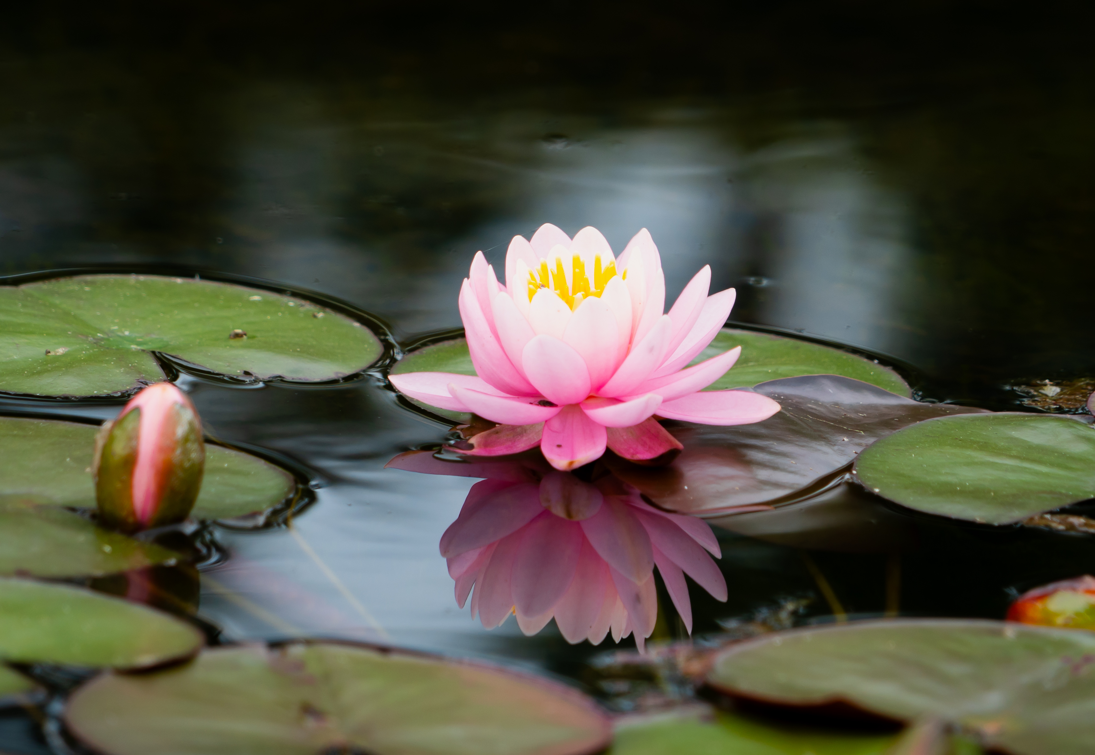 Pink water lily reflection