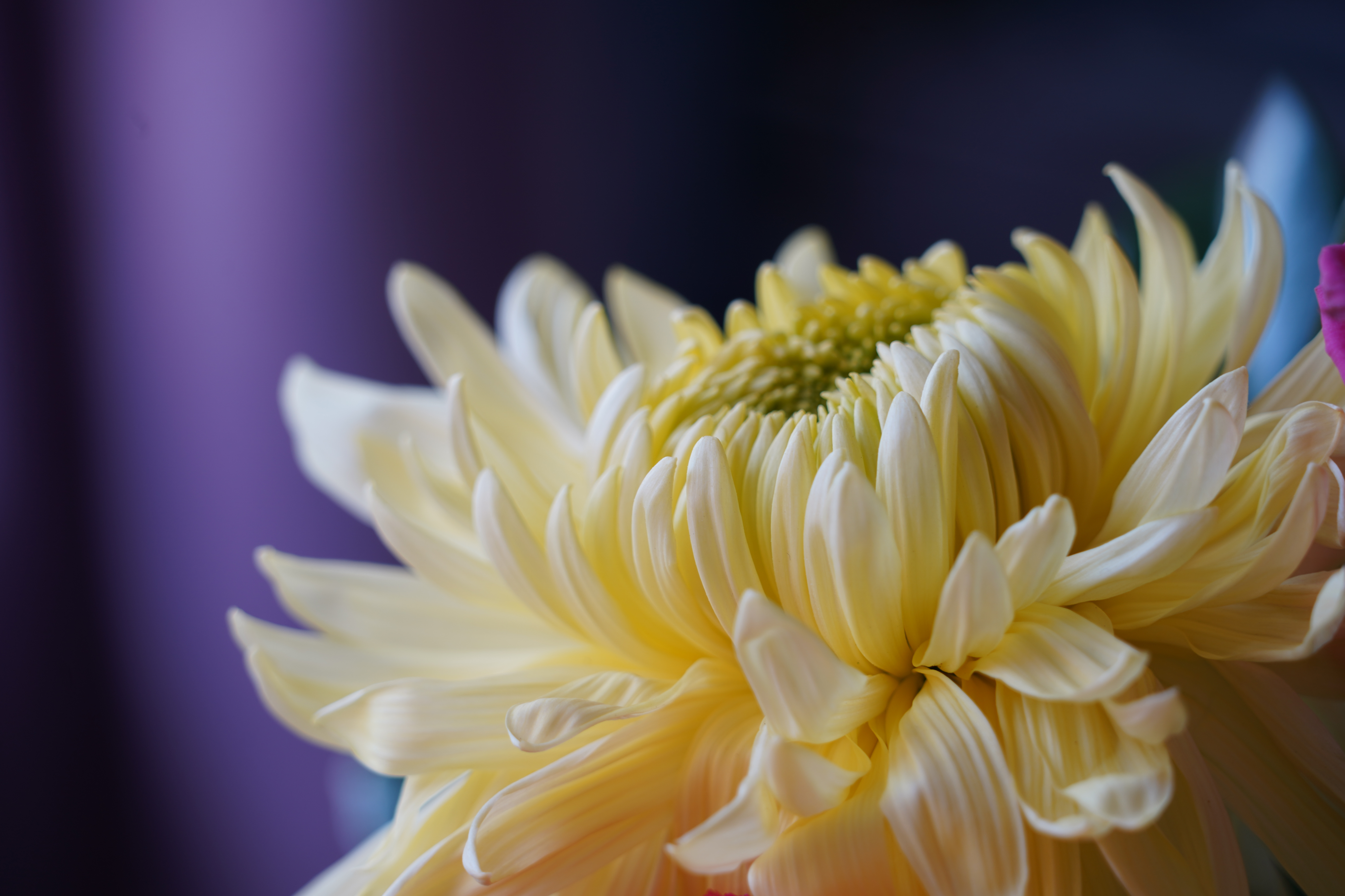 Full bloom chrysanthemum