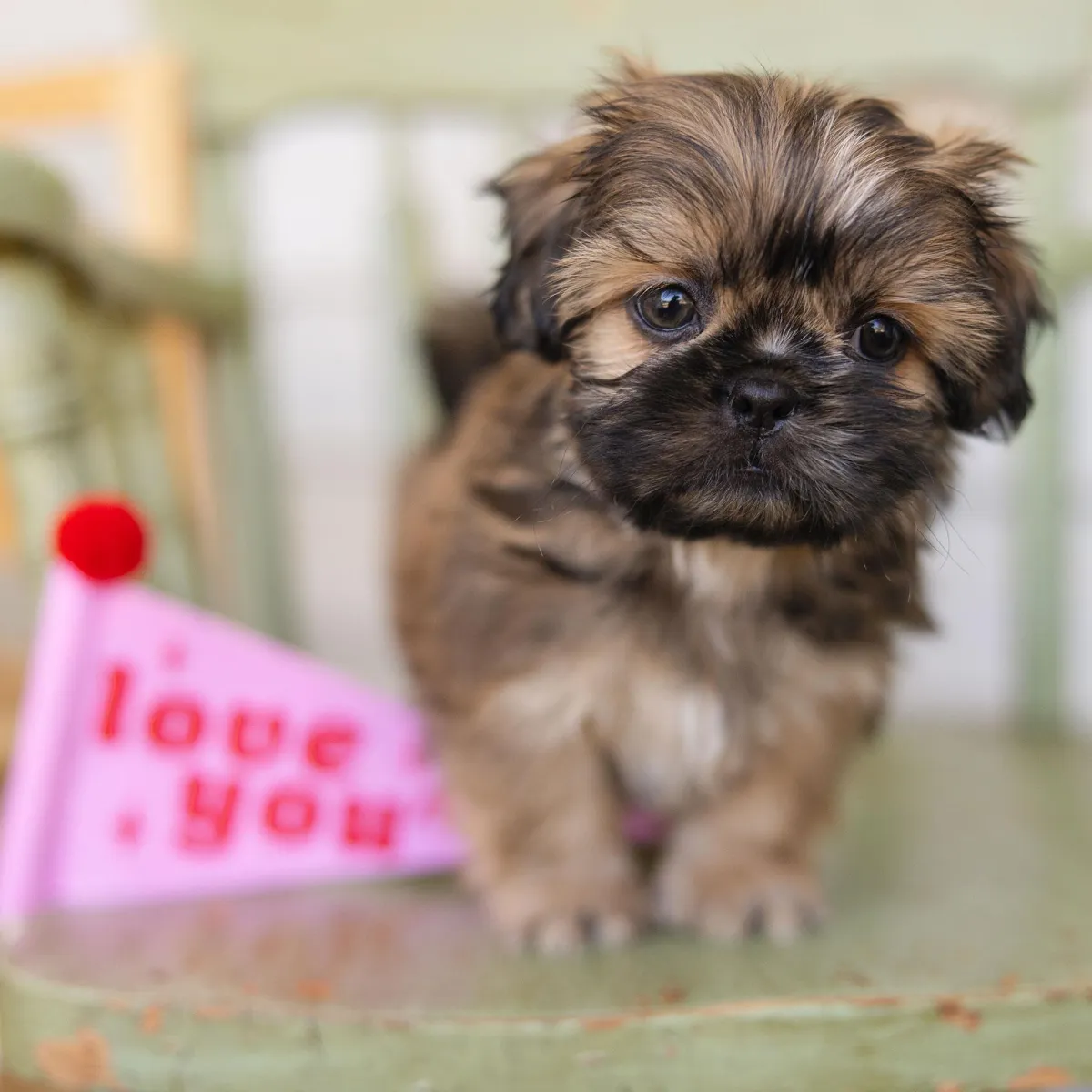 adorable puppy, shit zoo, shih tzu