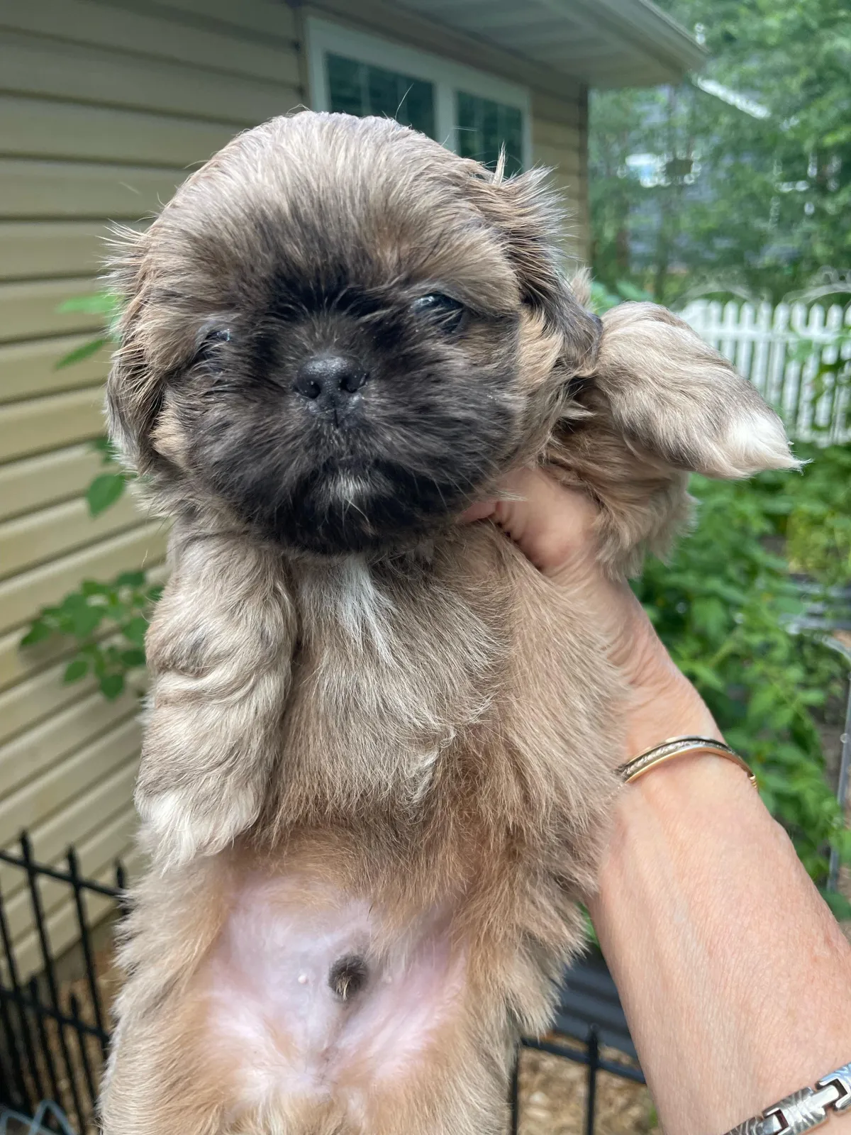 Shih Tzu Puppy Adopt Natural