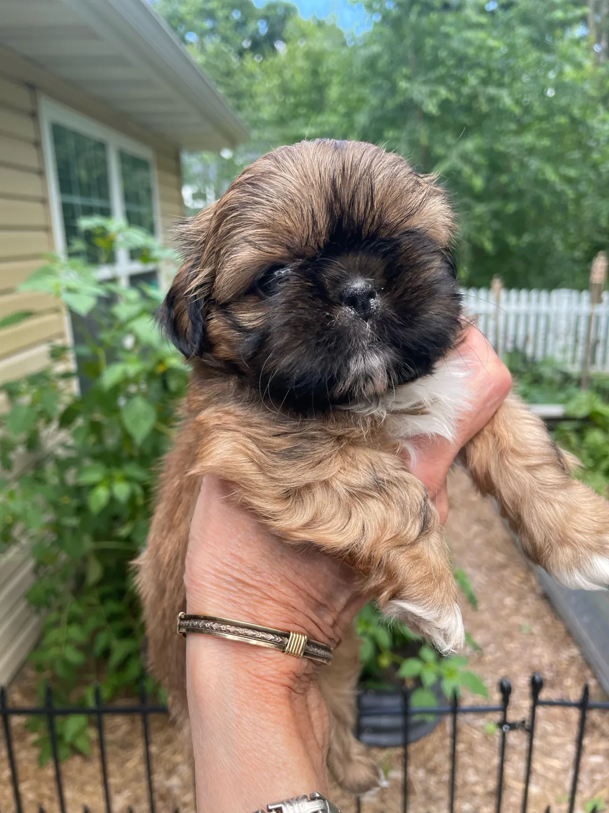 Shih Tzu Puppy Adopt Natural