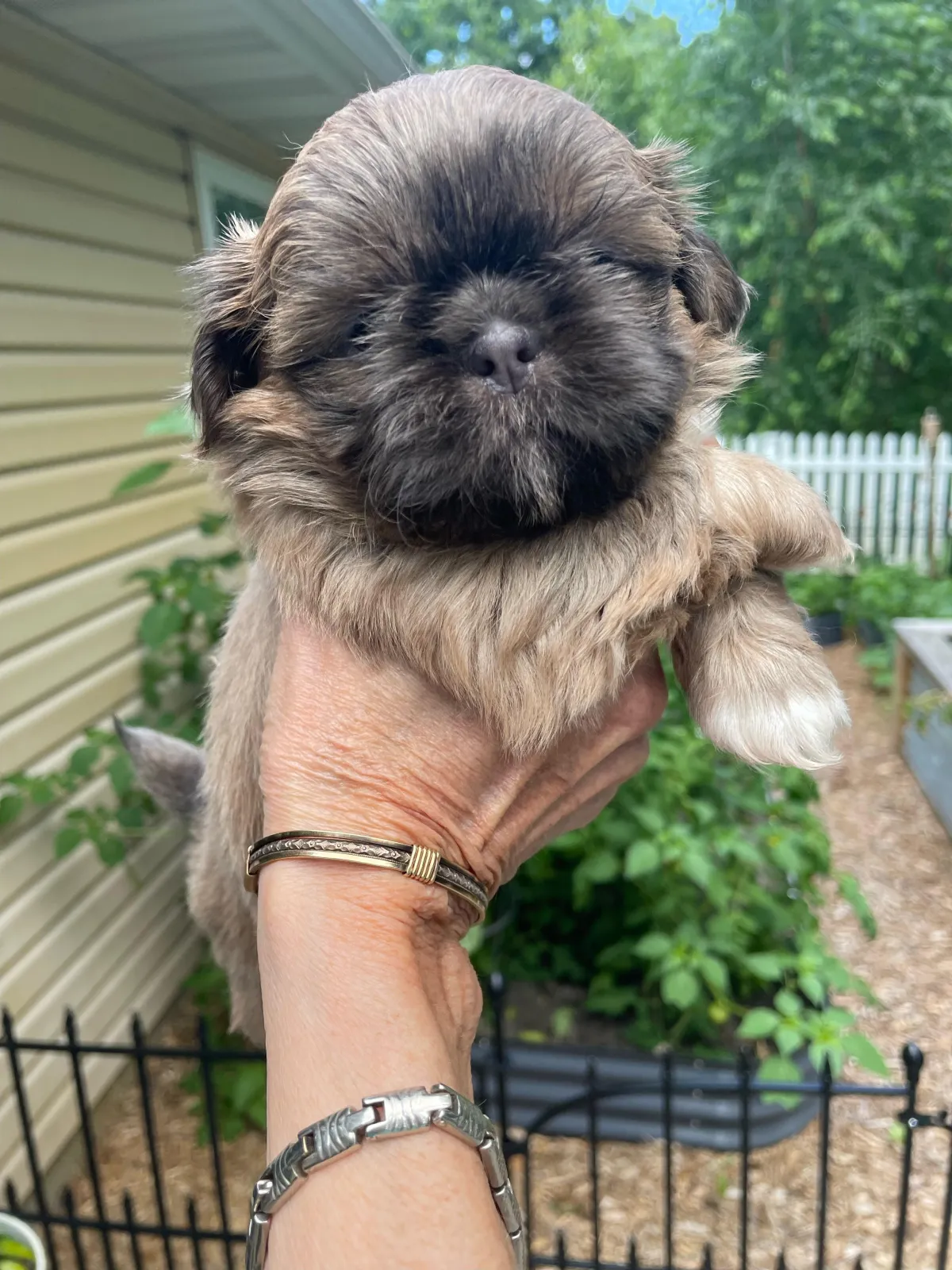 Shih Tzu Puppy Adopt Natural