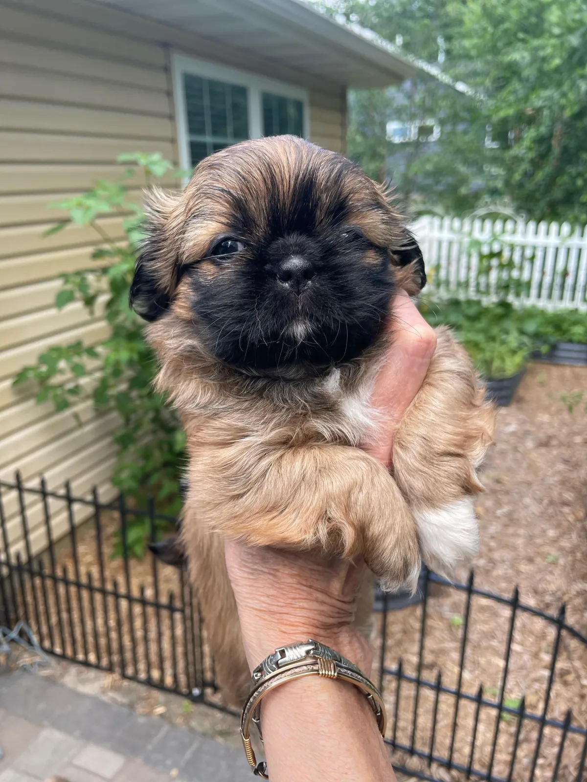 Shih Tzu Puppy Adopt Natural