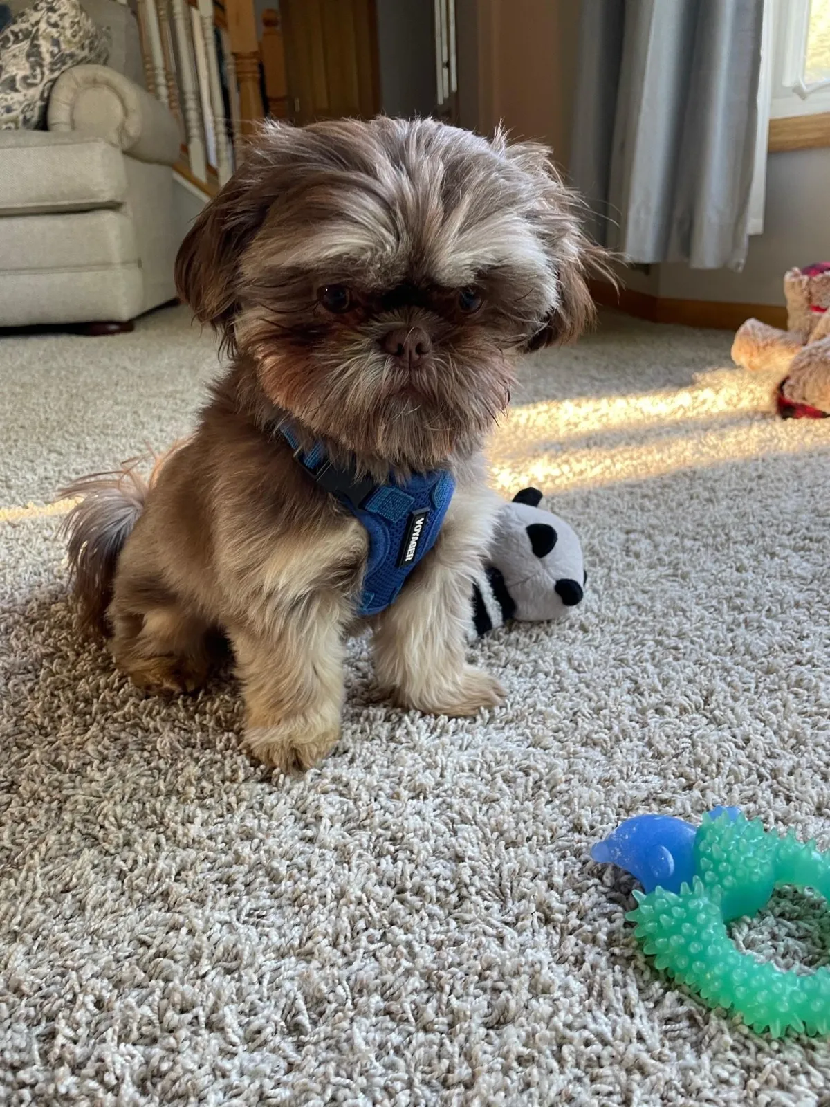 grumpy shih tzu puppy