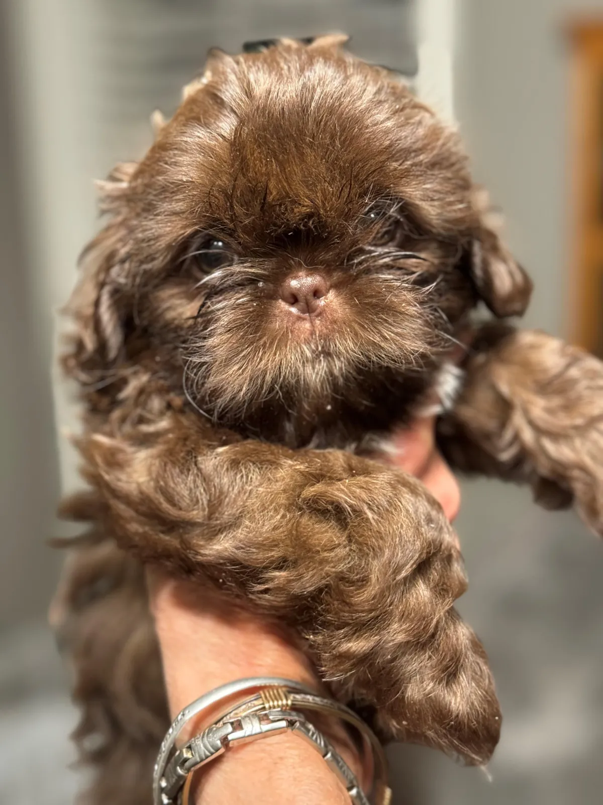 Naturally raised shih tzu puppy to adopt