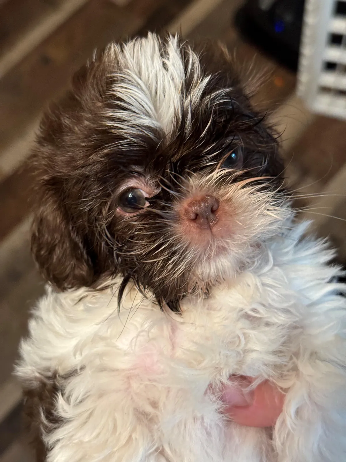 Naturally raised shih tzu puppy to adopt