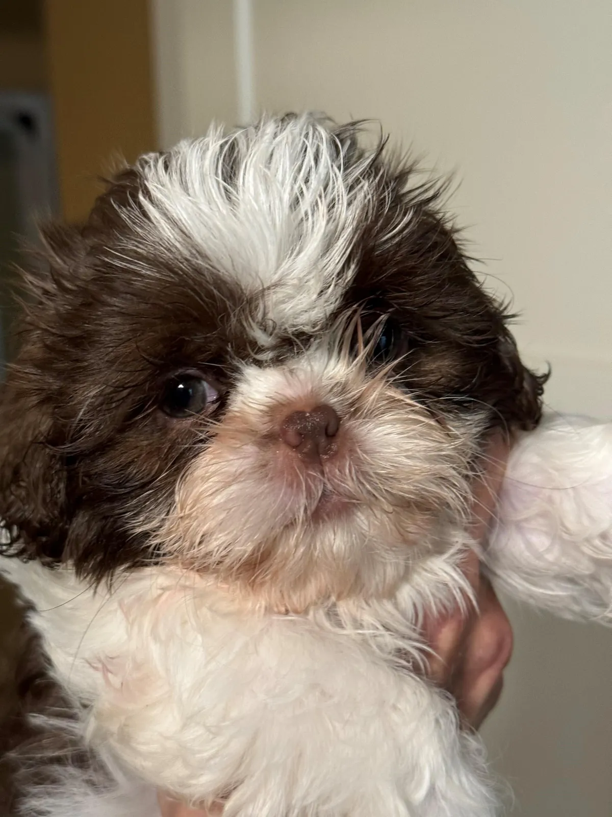 Naturally raised shih tzu puppy to adopt