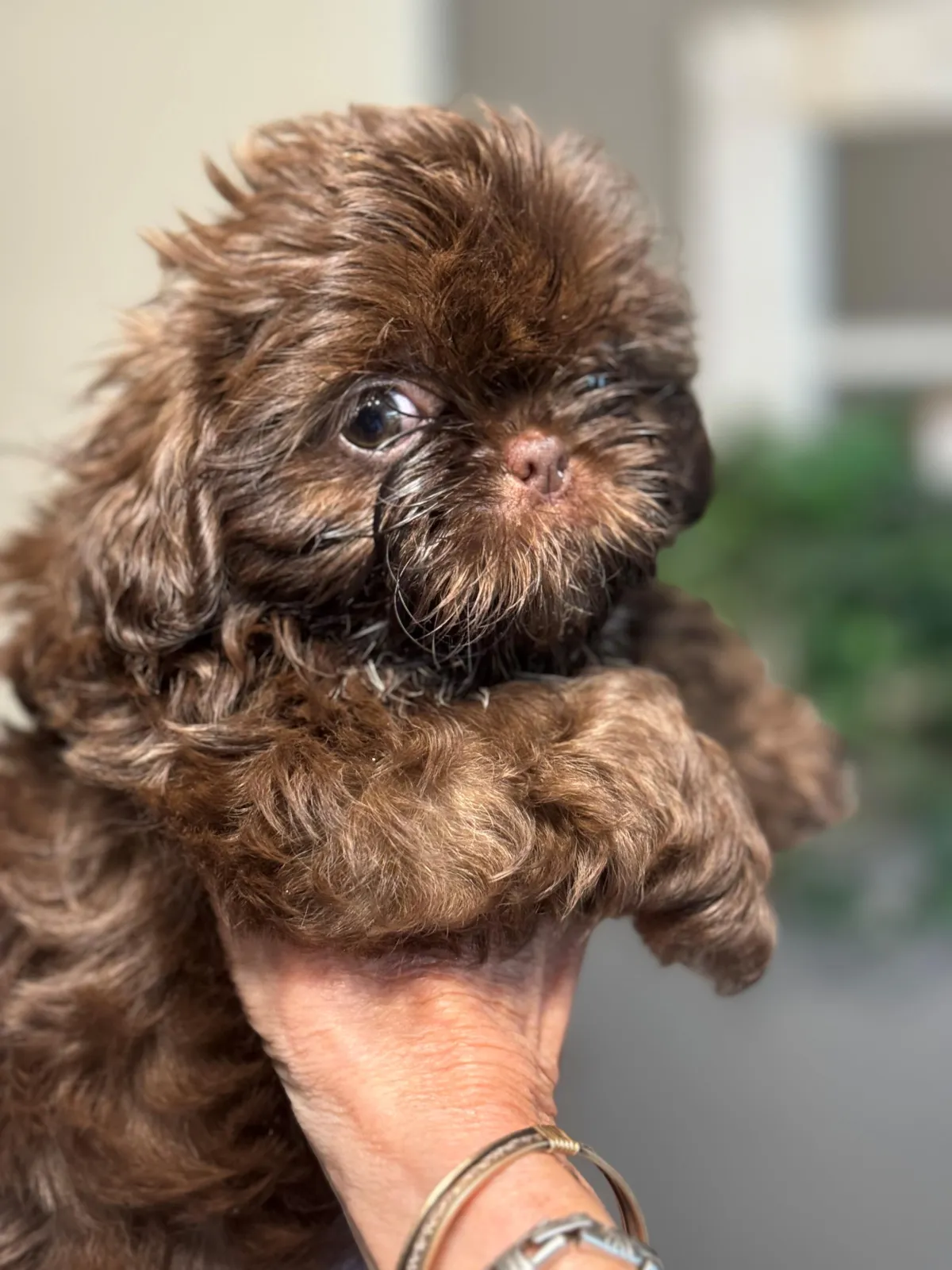 Naturally raised shih tzu puppy to adopt