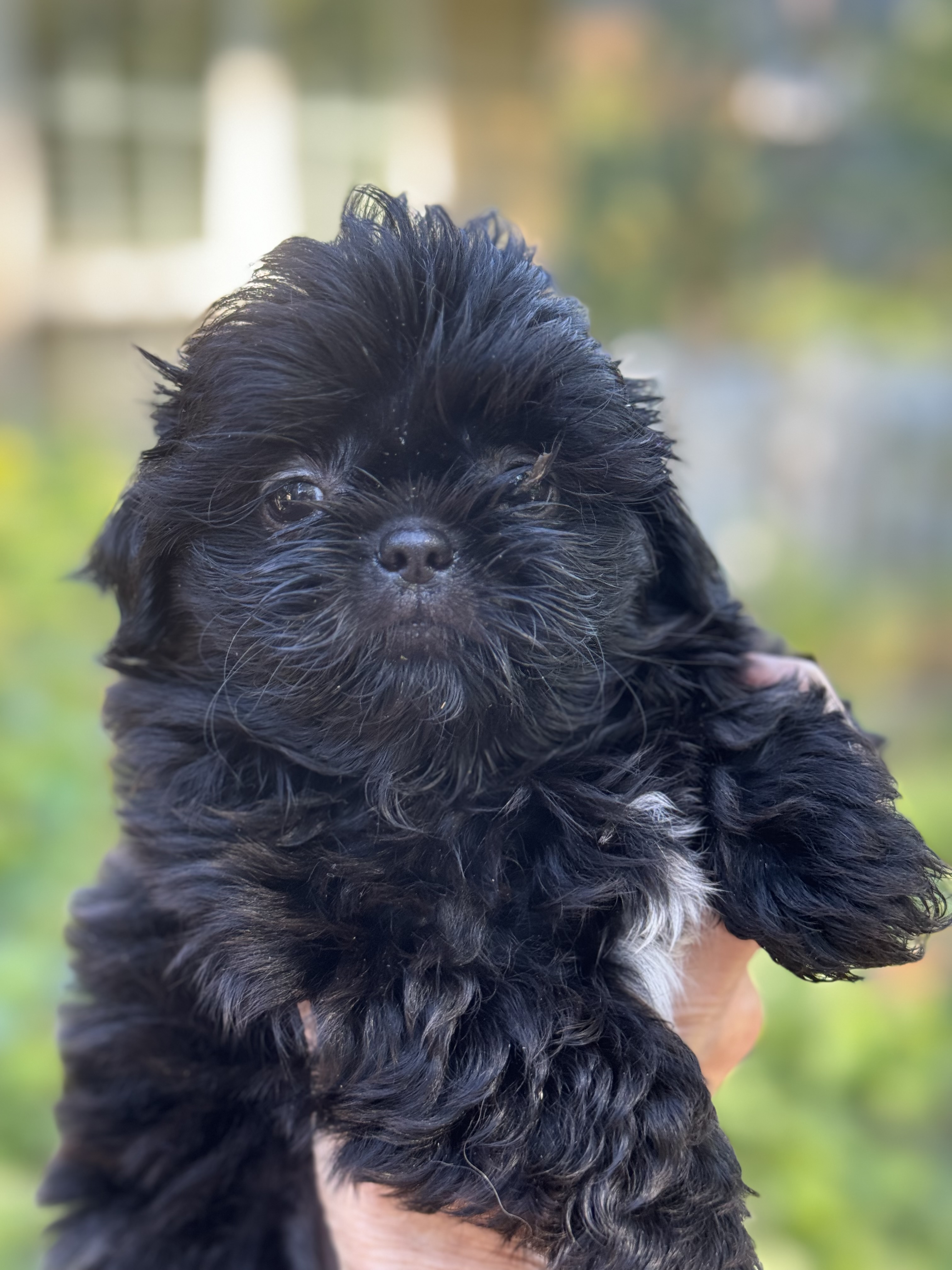 Naturally reared shih tzu puppy to adopt