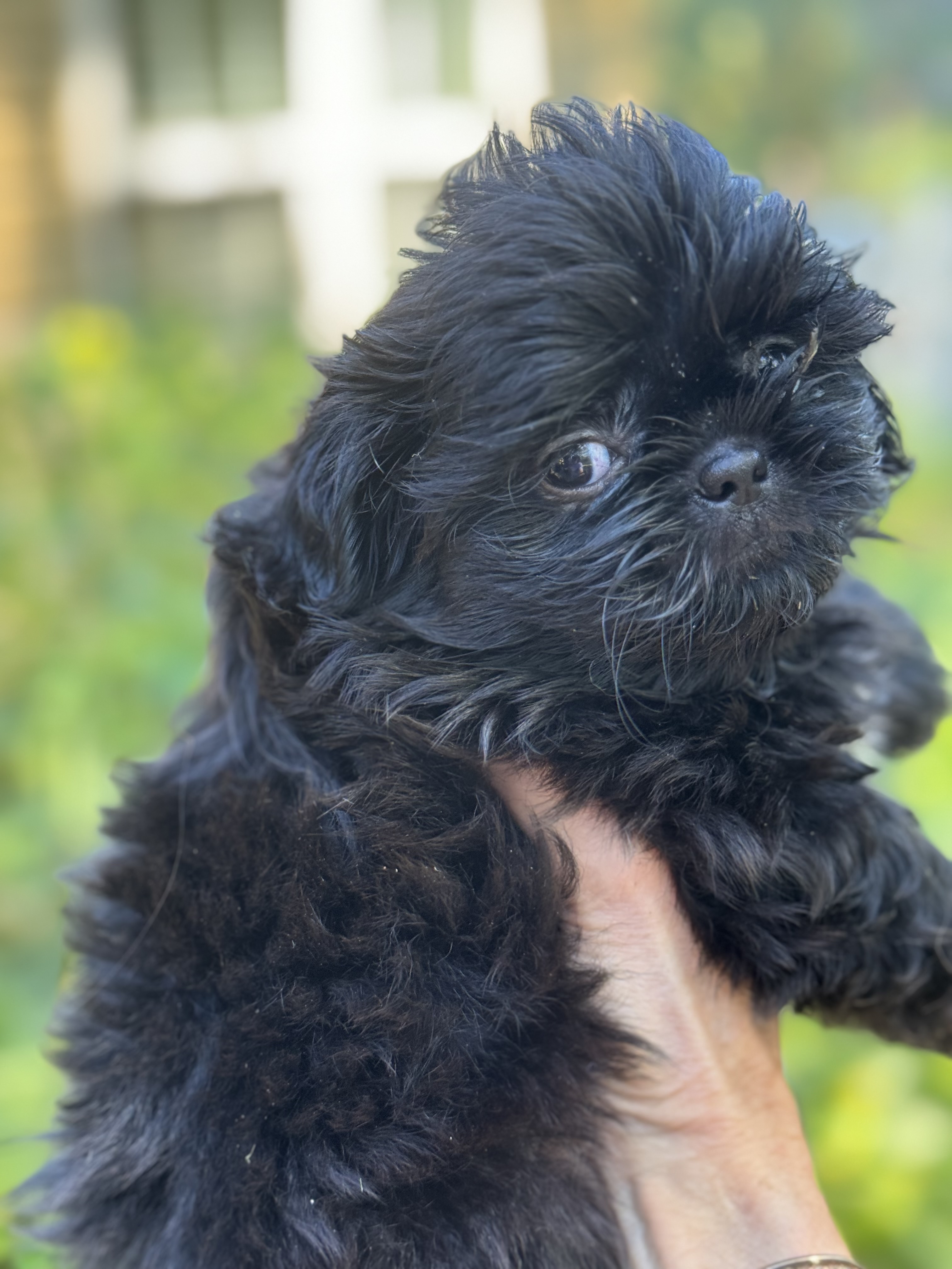 Naturally reared shih tzu puppy to adopt