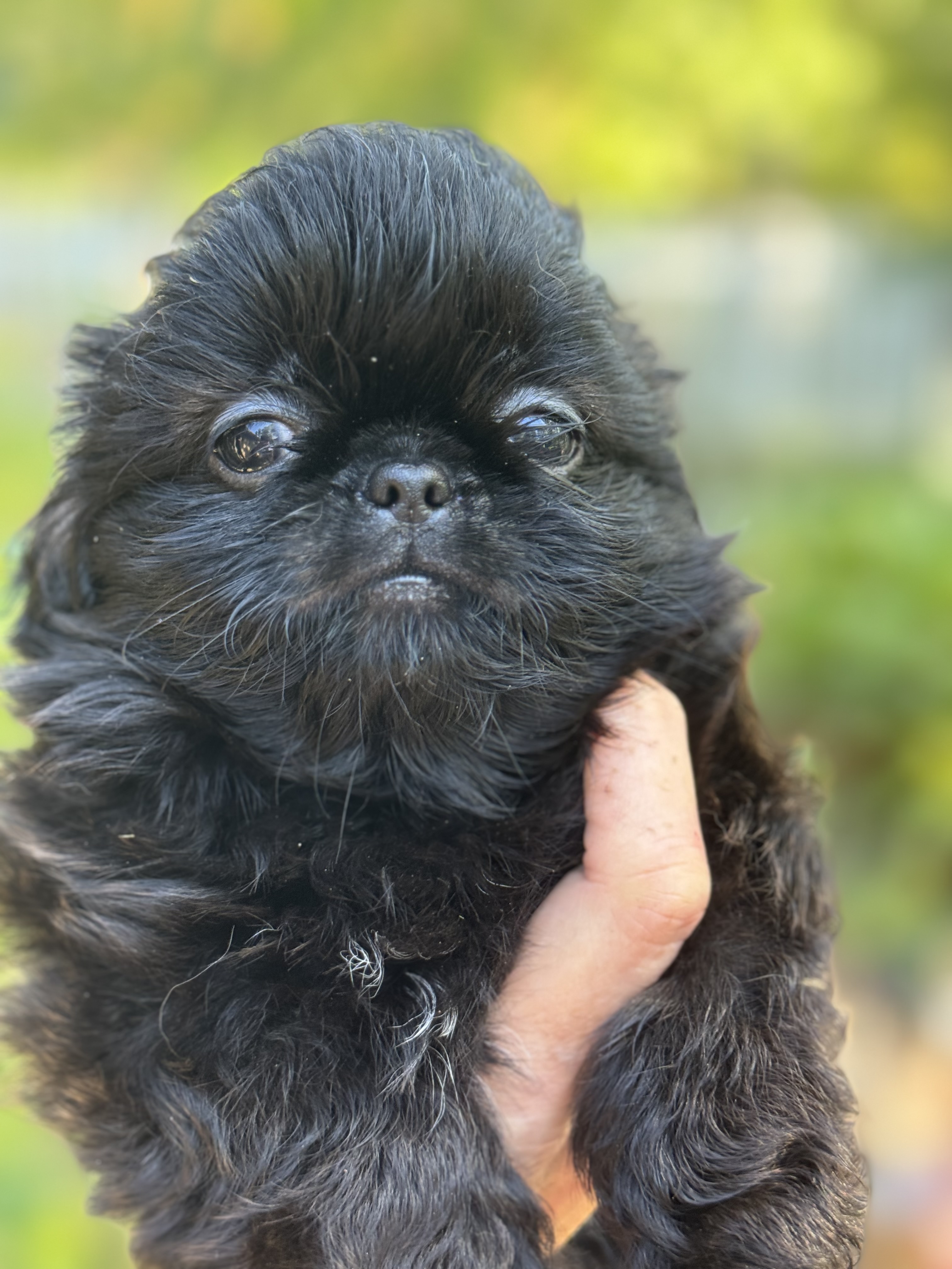 Naturally Reared Shih Tzu Puppy to Adopt