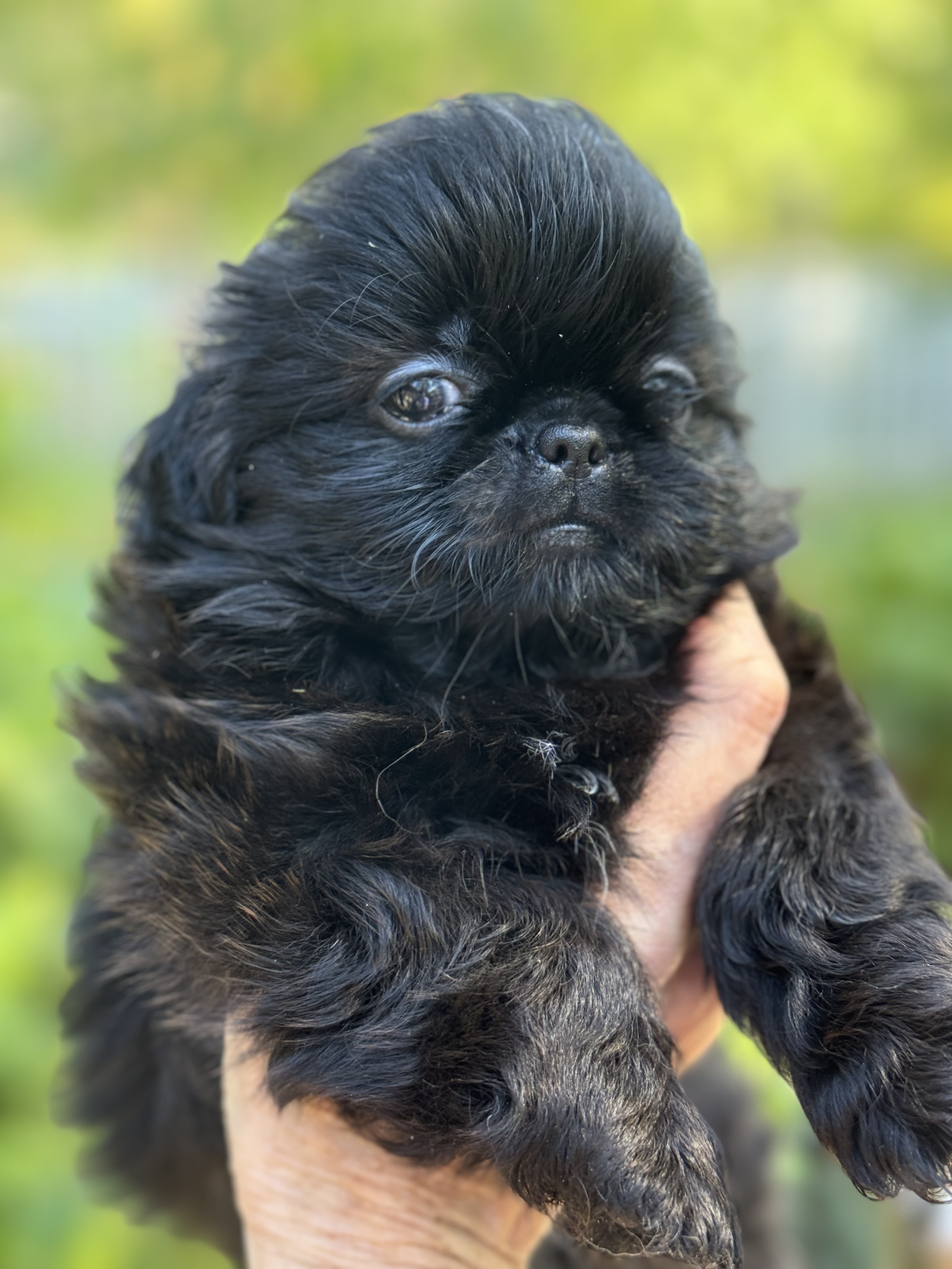 Naturally Reared Shih Tzu Puppy to Adopt