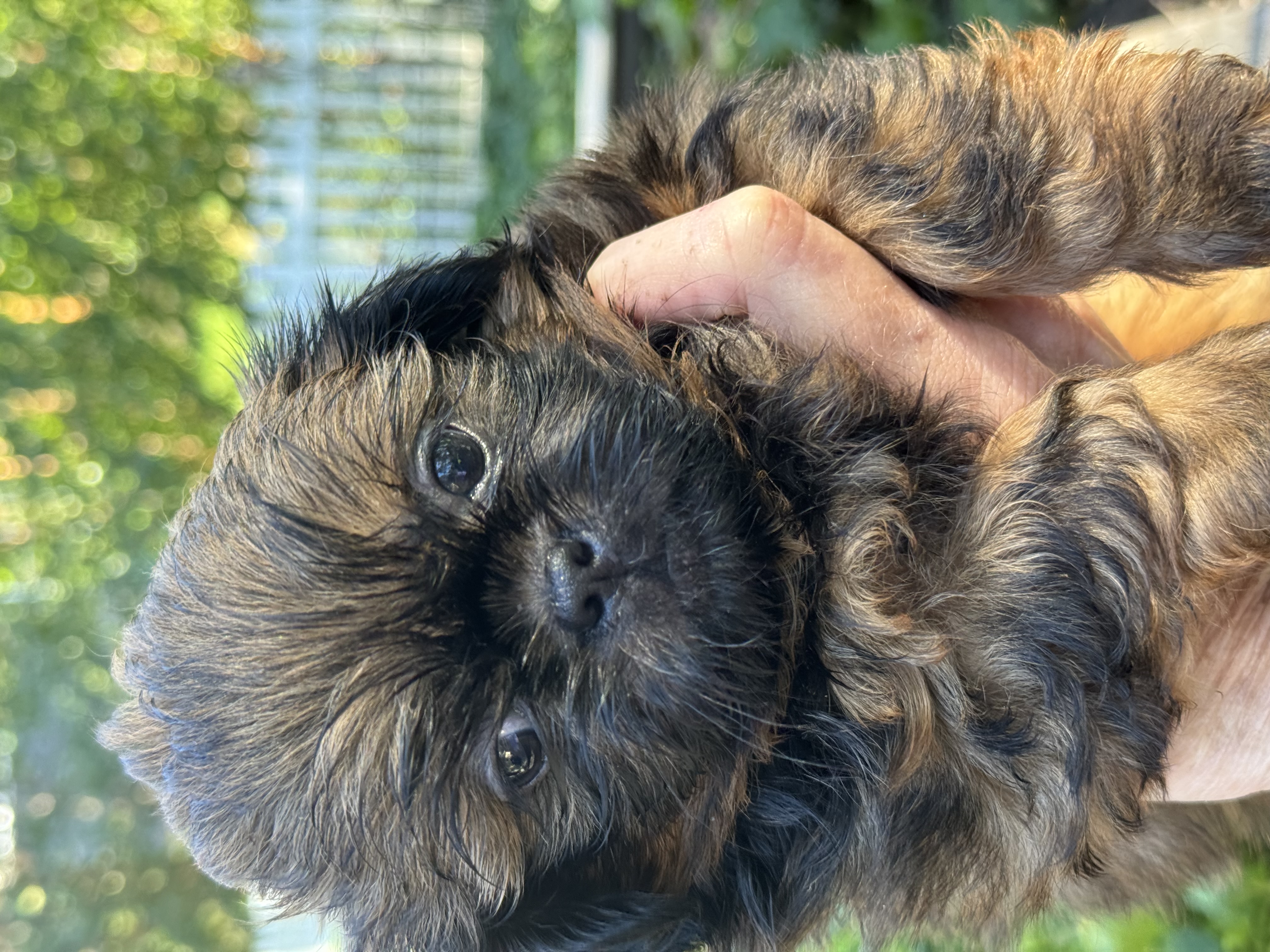 Naturally Reared Shih Tzu Puppy to Adopt