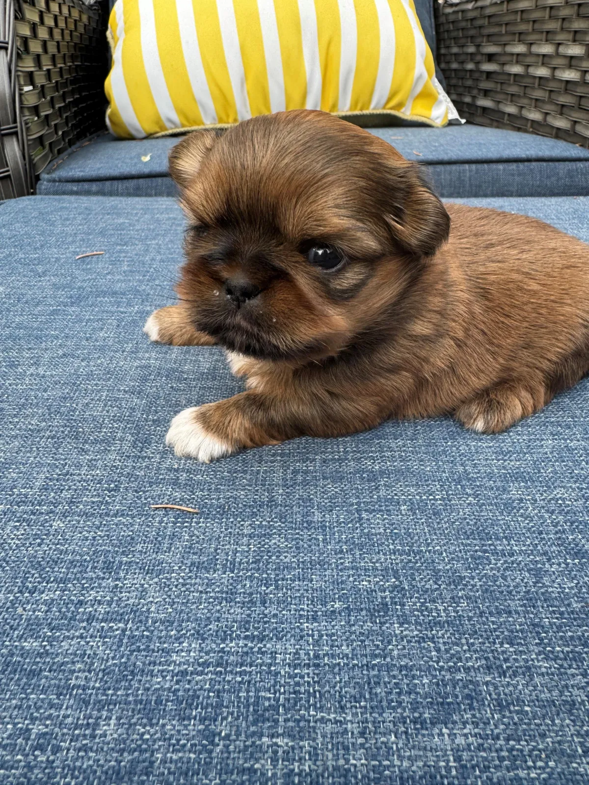 Naturally reared shih tzu puppy to adopt