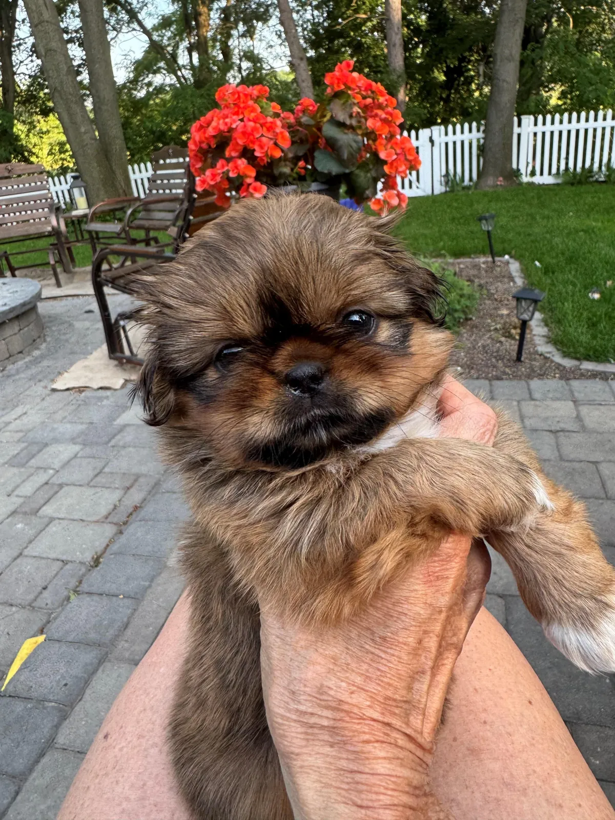 Naturally reared shih tzu puppy to adopt