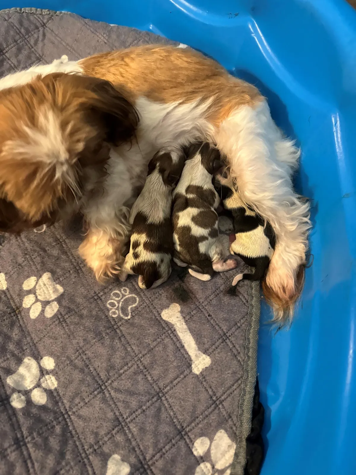 Naturally reared shih tzu puppy to adopt