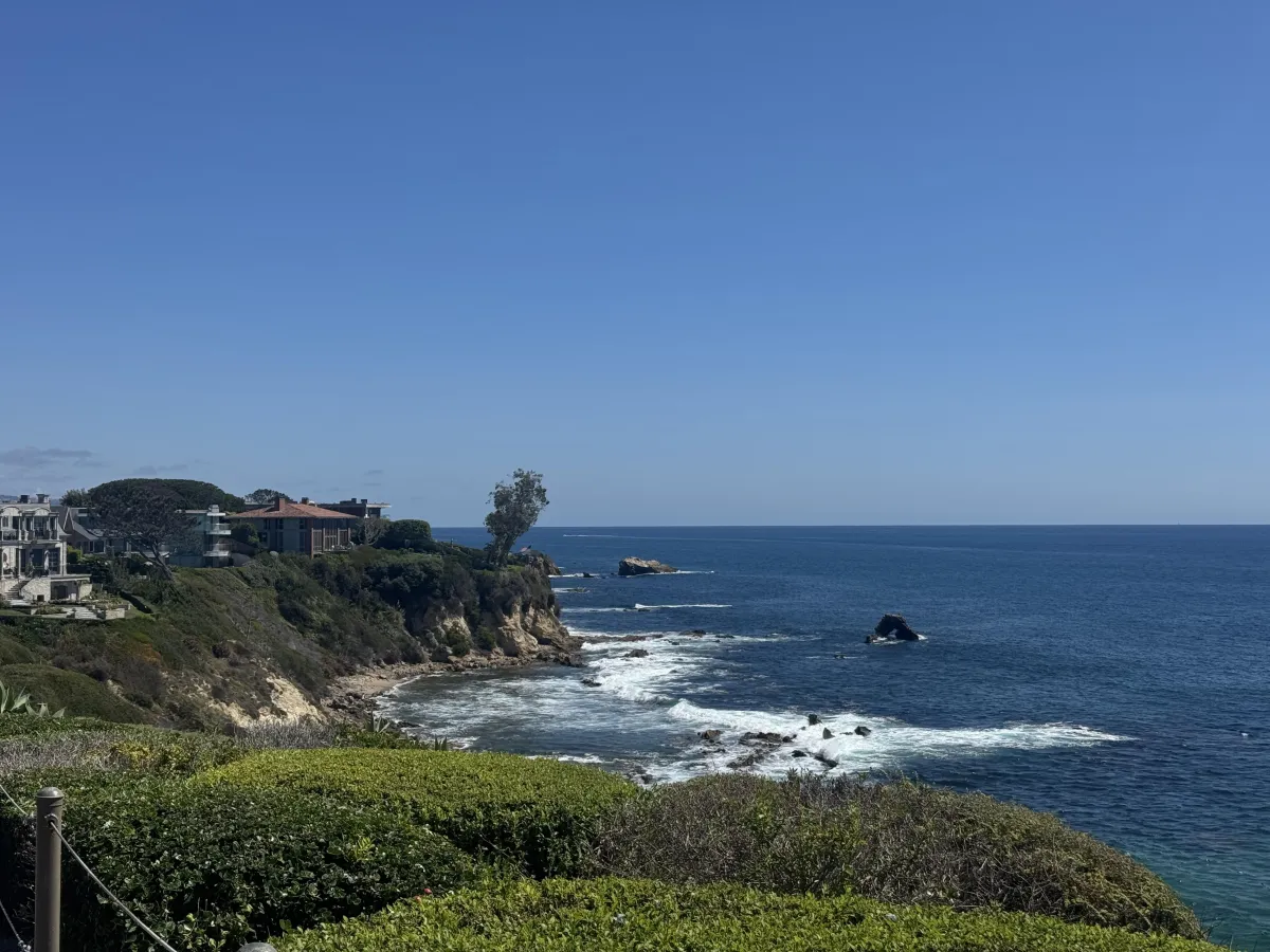 a path through a forest with lots of ferns