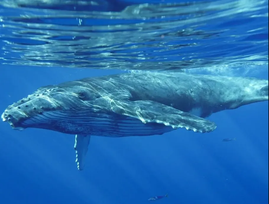 whale underwater