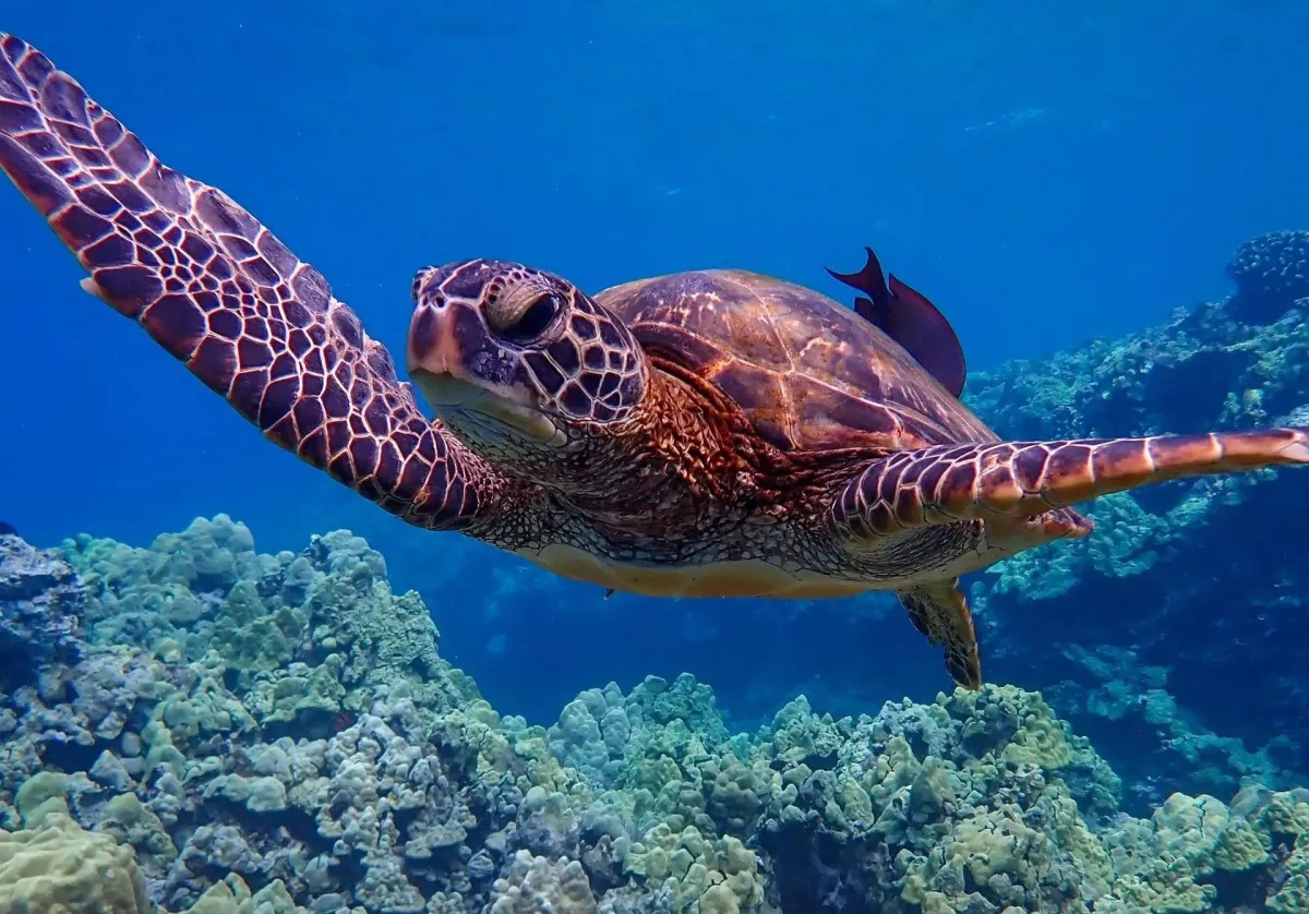 swimming with turtles on Maui