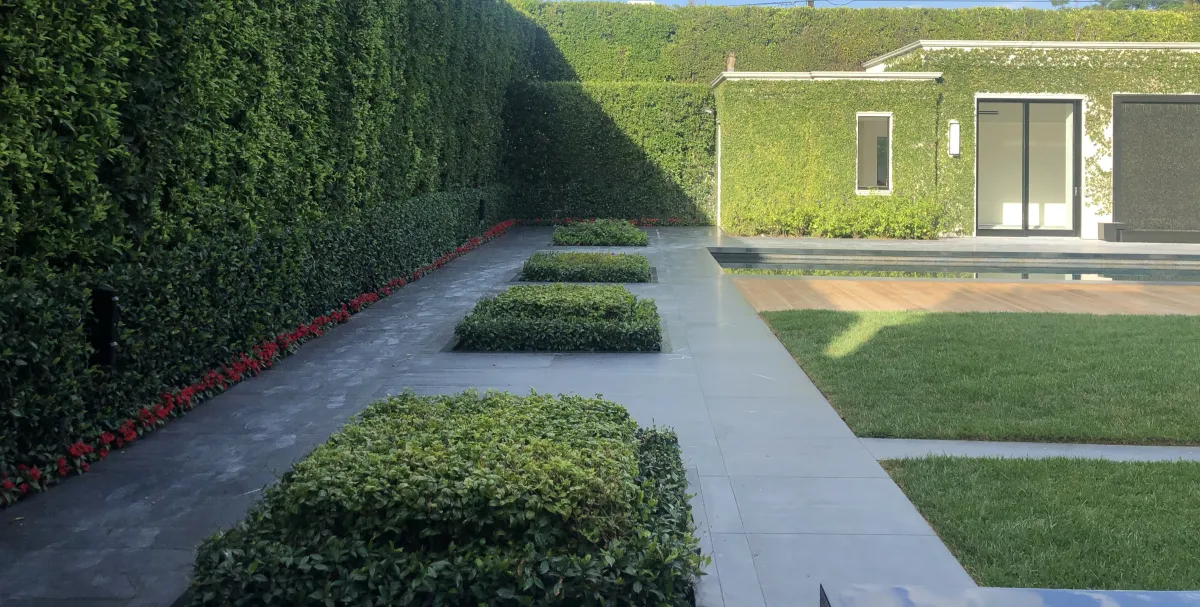 fields by duran: Modern backyard landscape design with manicured hedges, geometric shrub planters, green lawn, and a house covered in climbing vines.