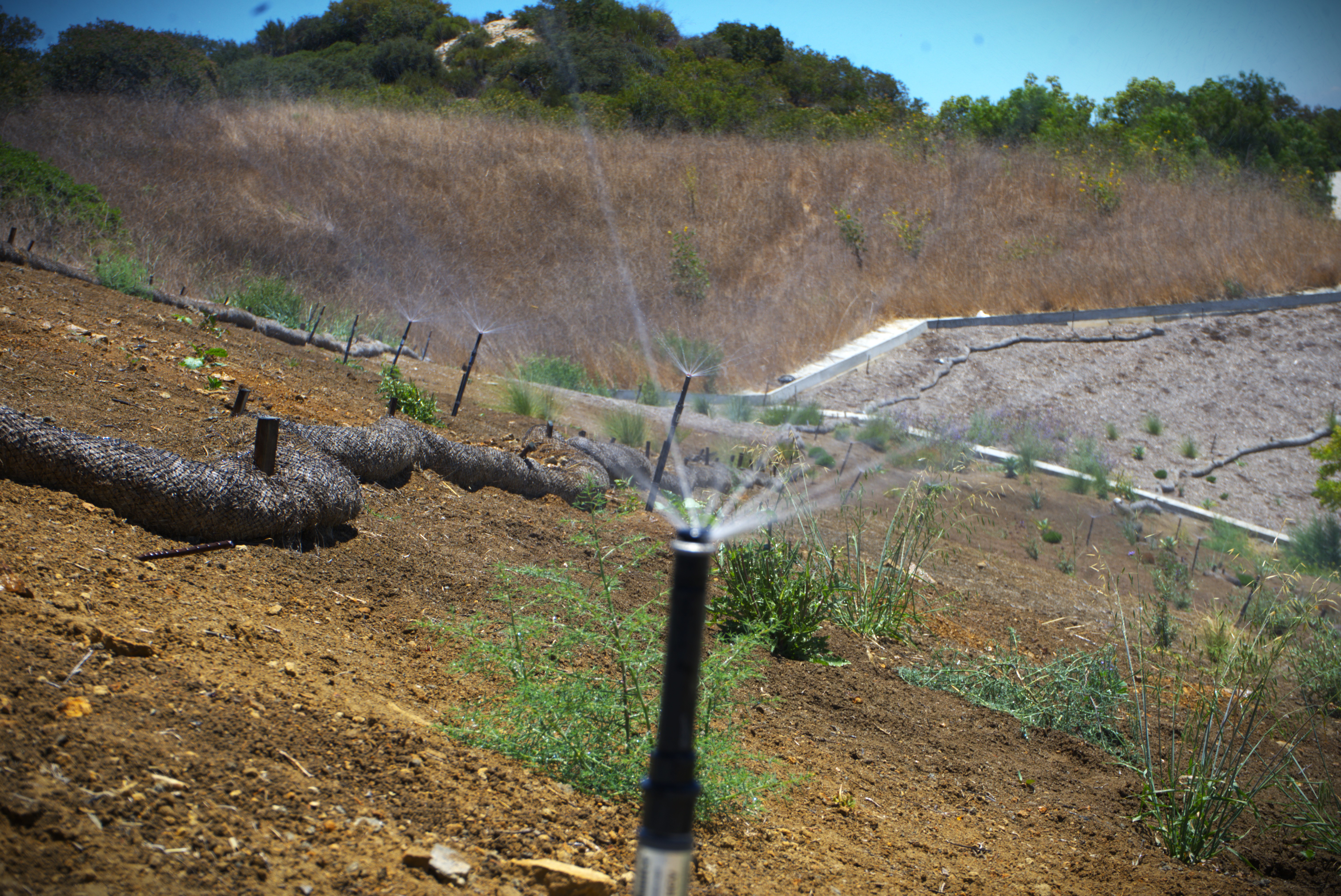 fields by duran: Close-up of automatic sprinkler system watering green lawn in a landscaped garden.
