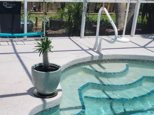 A Madagascar palm tree stands by the pool in the backyard of Devika and Patty’s home.