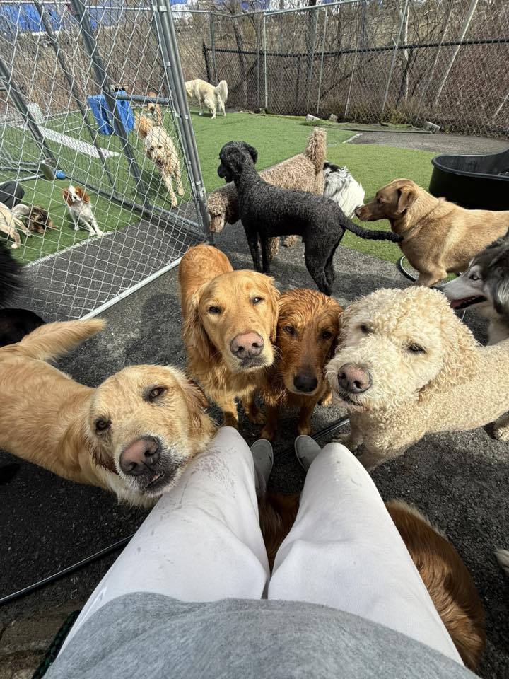 doggy-daycare-bangor-woof