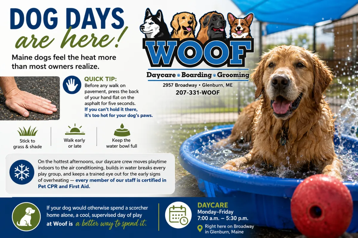Dog Days Done Right: Keeping Your Dog Safe and Comfortable in Late-Summer Maine Heat