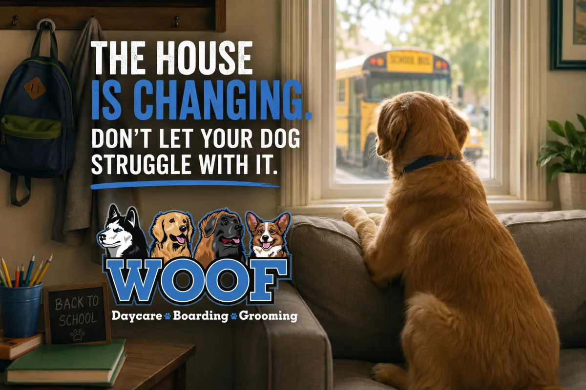 Back to School Means a Quiet House — Here's How Your Dog Handles It
