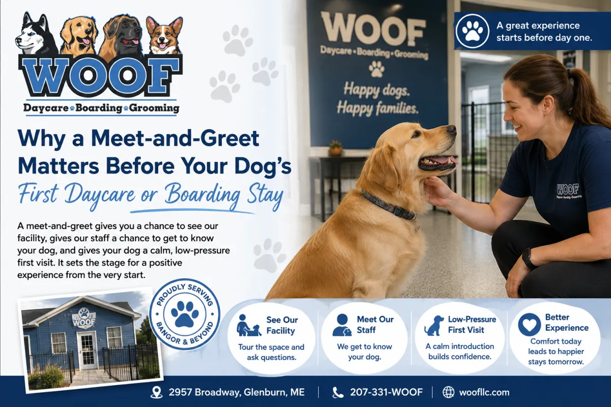 Why a Meet-and-Greet Matters Before Your Dog's First Daycare or Boarding Stay