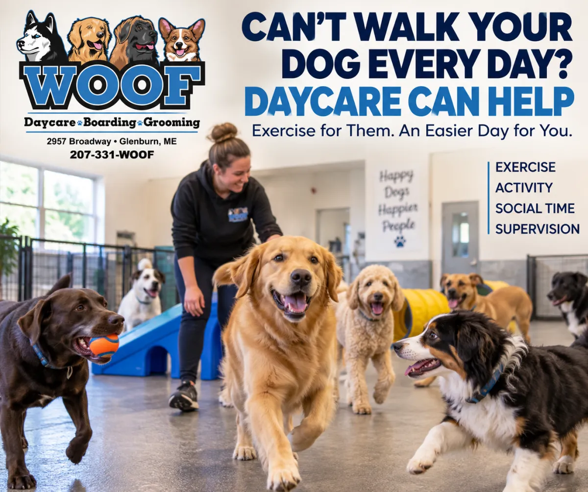 Your Dog Needs Exercise. What If You Cannot Walk Them Every Day?