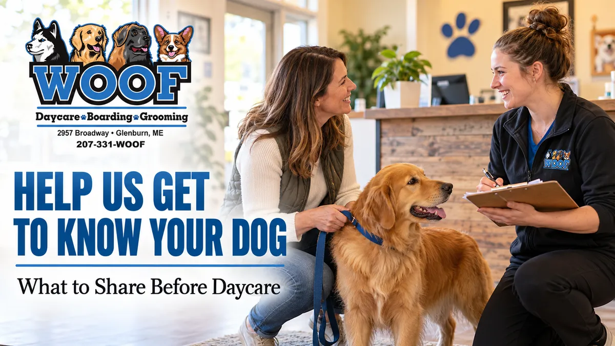 What Your Dog’s Daycare Team Should Know Before Drop-Off