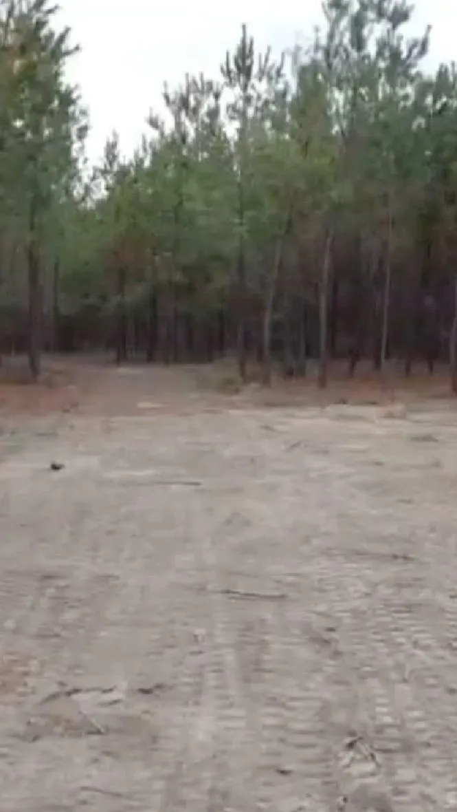 Freshly cleared and leveled land surrounded by pine trees after a completed land clearing project by Vaquero Landworks in Middle Georgia.