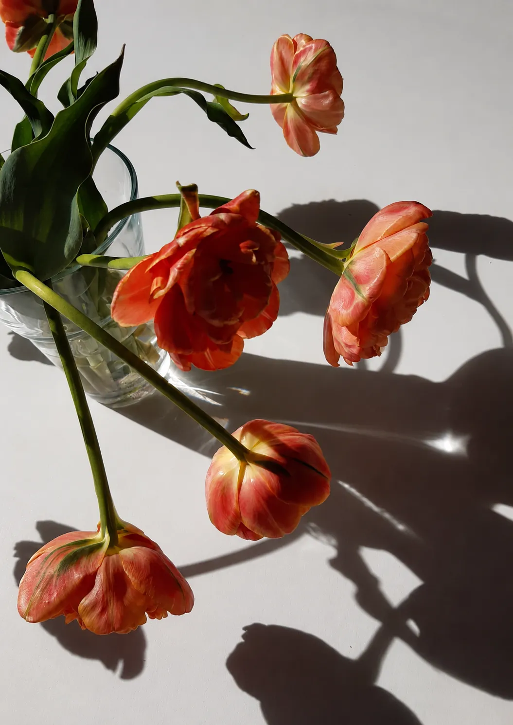 Orange flowers casting shadows