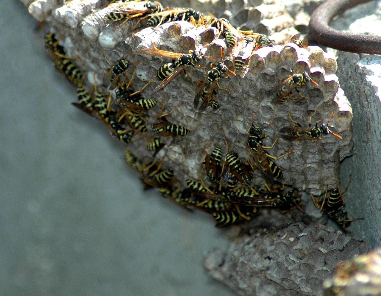 Hornet Nest Removal Service Near You: Cost, Timing, Safety