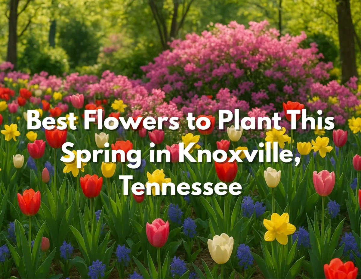Best Flowers to Plant This Spring in Knoxville, TN