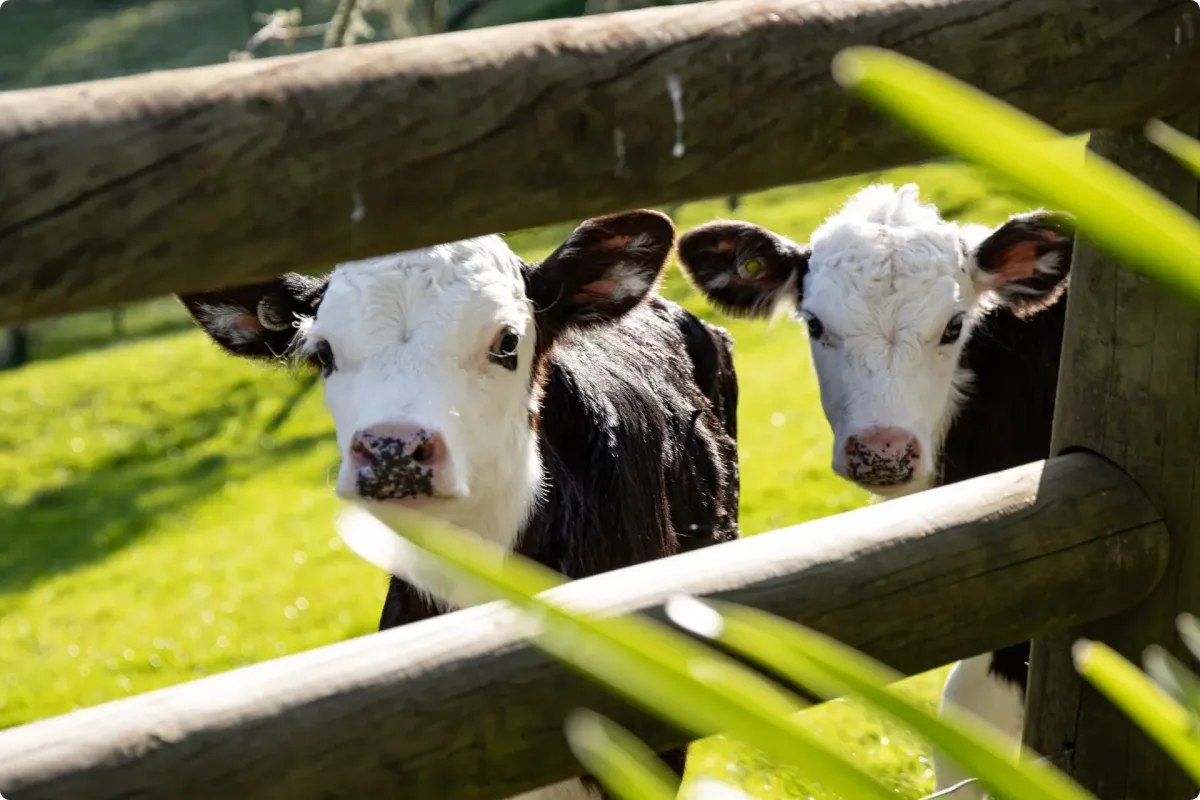 Two young calves standing behind a wooden fence in a grassy paddock on a farm