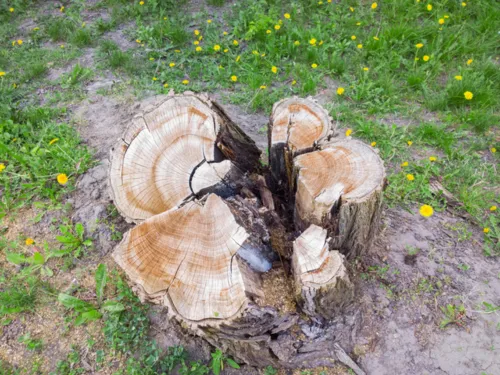 Large Stump Removal in Wichita