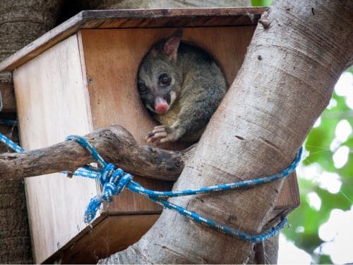 Possum Boxes in Gold Coast