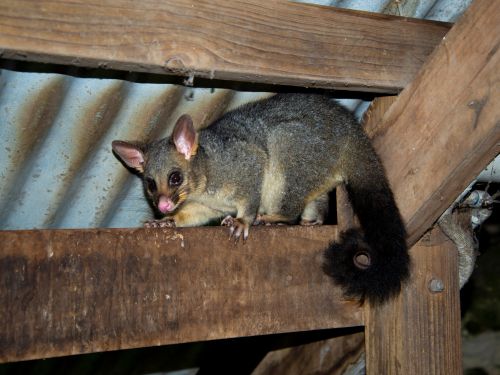 Possum Boxes in Gold Coast