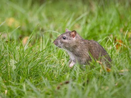 Rodent Control in Gold Coast