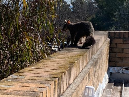 Possum Boxes Brisbane