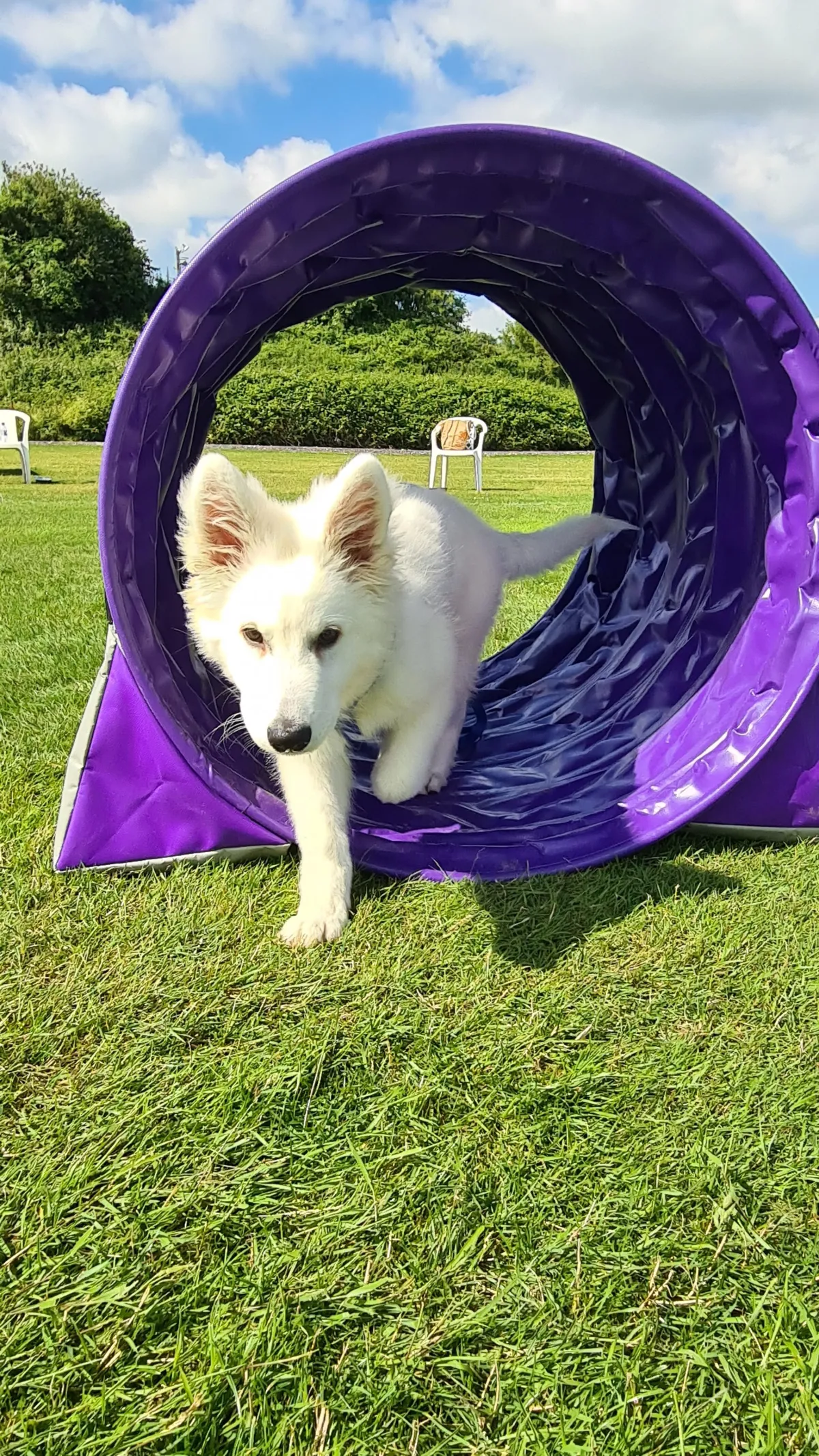 Hoops 'n Pup class in Dorset